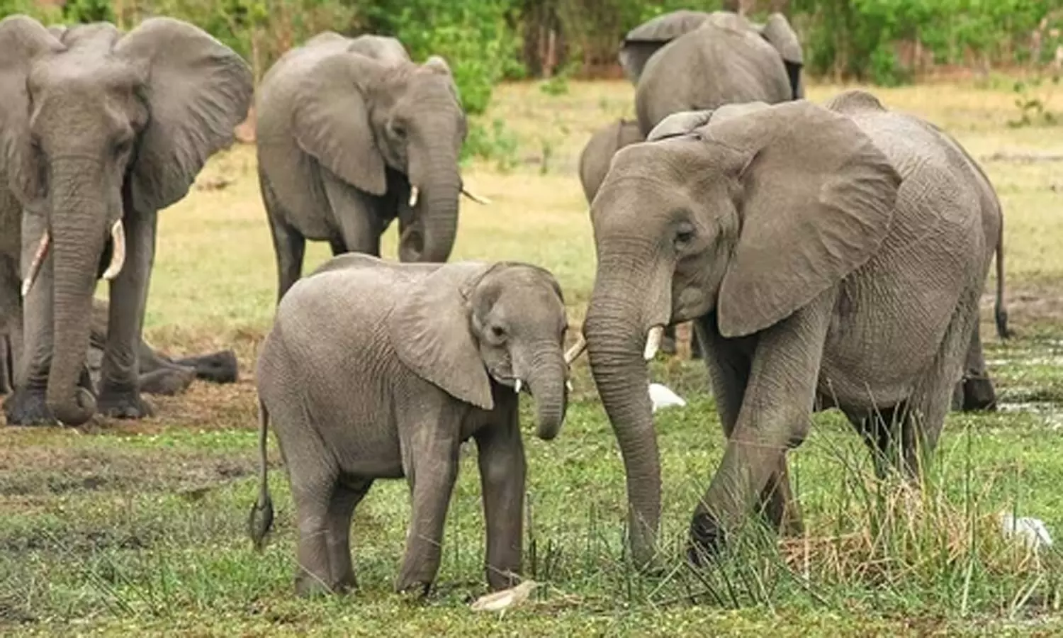 நவம்பர் 2023 முதல் ரெயில் மோதி ஒரு யானை கூட உயிரிழக்கவில்லை: வனத்துறை தகவல்