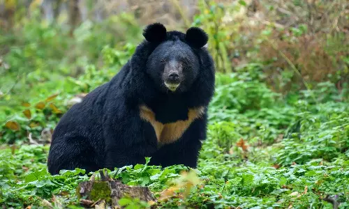 வால்பாறை அருகே சிறுவனை கடித்துக்கொன்ற கரடி