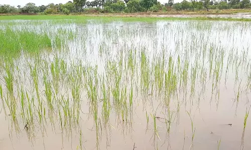 பருவம் தவறிய மழை: திருவாரூரில் 10 ஆயிரம் ஏக்கர் குறுவை நெற்பயிர்கள் அழுகும் அபாயம்