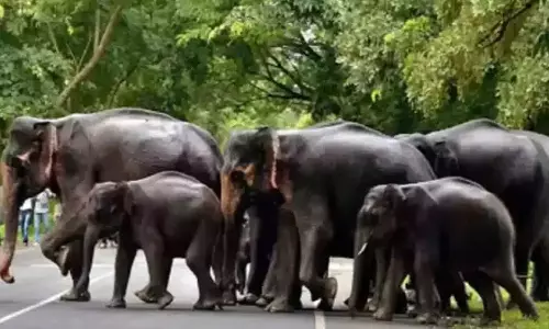 சத்தியமங்கலம் புலிகள் காப்பகத்தில் யானைகள் எண்ணிக்கை 780 ஆக உயர்வு- அதிகாரி தகவல்