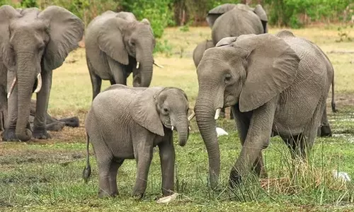 நவம்பர் 2023 முதல் ரெயில் மோதி ஒரு யானை கூட உயிரிழக்கவில்லை: வனத்துறை தகவல்