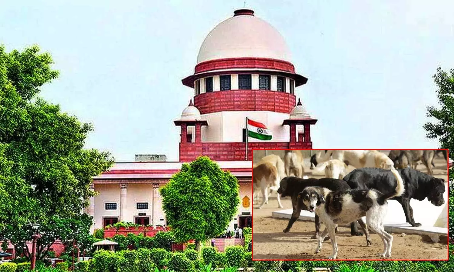 தெருநாய்கள் விவகாரம்: மூன்று நீதிபதிகள் கொண்ட பெஞ்ச் நாளை விசாரிக்கிறது..!