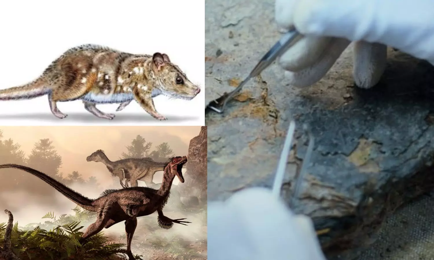 74 மில்லியன் ஆண்டுகளுக்கு முன்பு Dinosaur-களுடன் வாழ்ந்த புதிய உயிரினம் கண்டுபிடிப்பு!