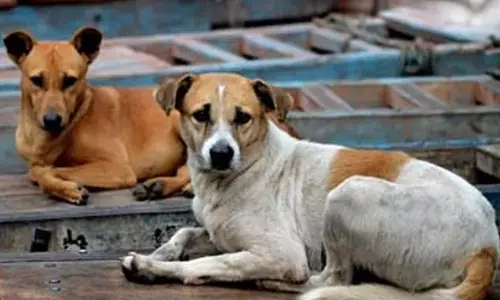 தேவைப்பட்டால் சிறைக்கு செல்ல தயார்: 2800 நாய்களைக் கொன்ற கர்நாடக எம்.எல்.சி.