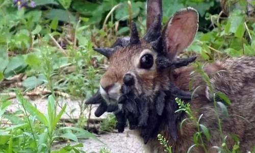 தலையில் கொம்புகளுடன் சுற்றித் திரியும் முயல்கள் - அமெரிக்காவில் வினோதம் - காரணம் என்ன?