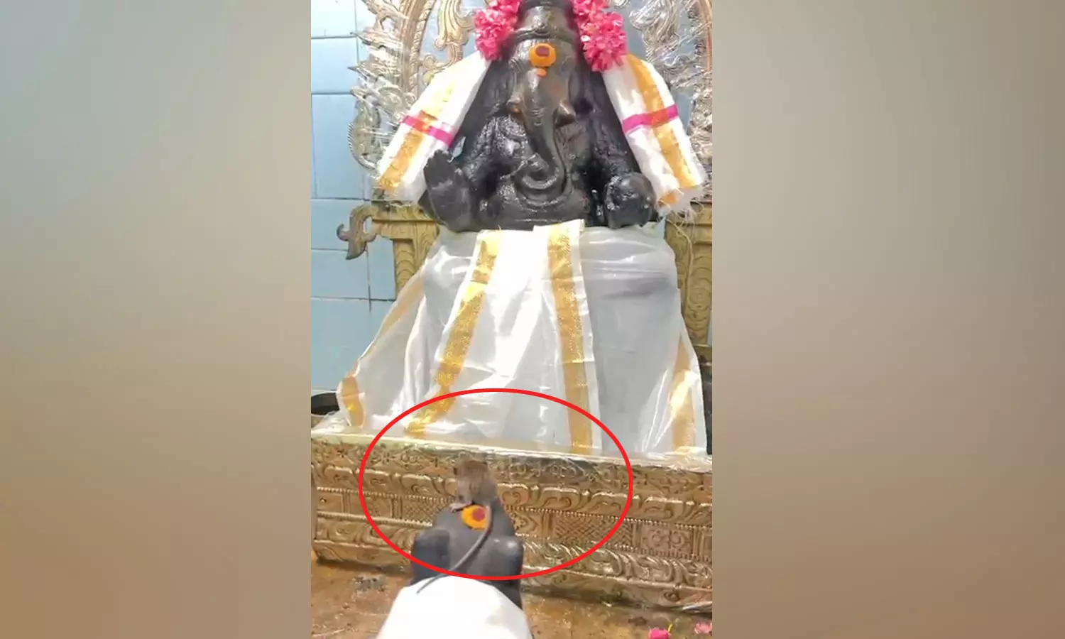 திசையன்விளை கோவிலில் எலி வாகனம் மீது அமர்ந்து விநாயகரை தரிசனம் செய்த எலி