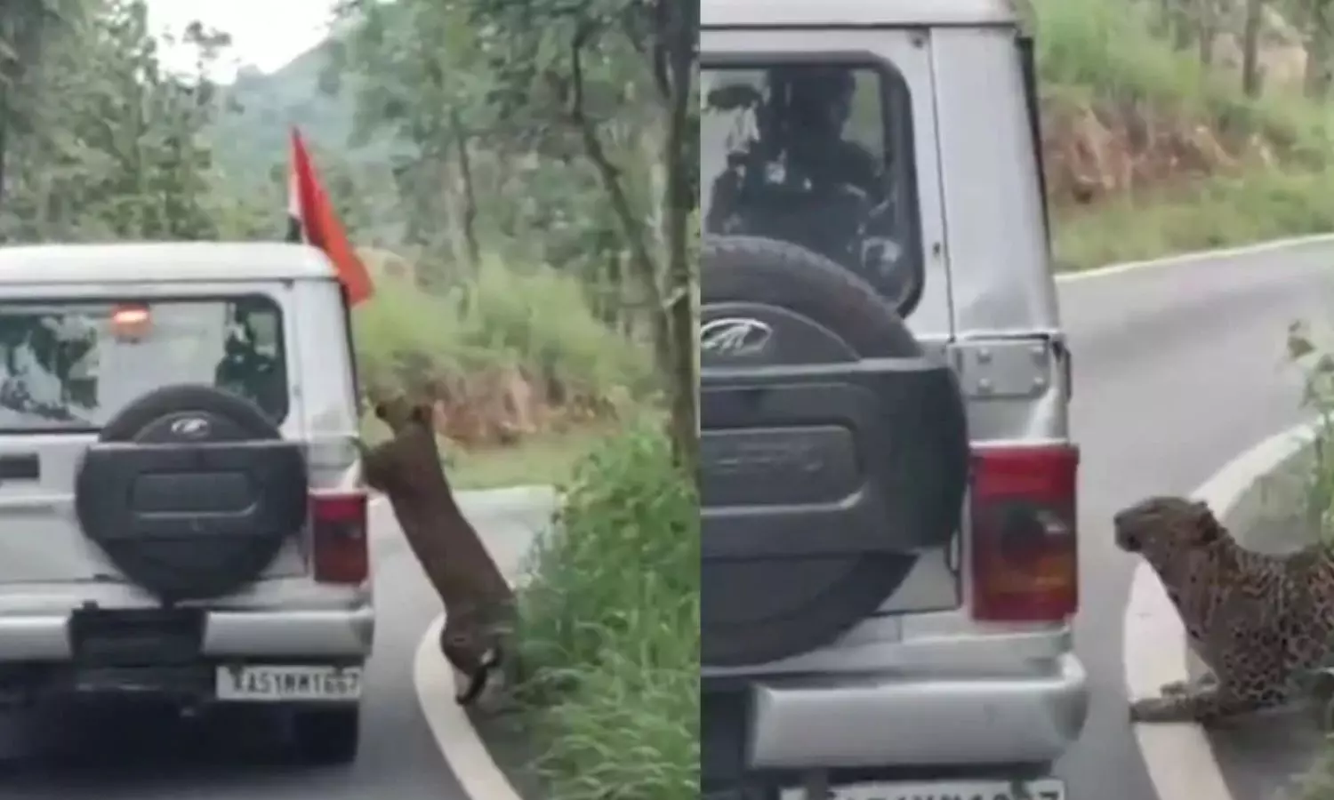 தேசிய பூங்காவில் Safari வாகனத்தை துரத்திச் சென்று சிறுவனை தாக்கிய சிறுத்தை - திடுக் வீடியோ