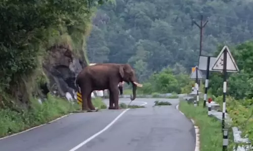 அரசு பஸ்சை வழிமறித்த காட்டு யானை