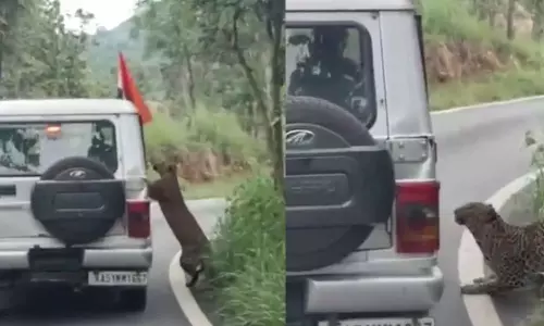 தேசிய பூங்காவில் Safari வாகனத்தை துரத்திச் சென்று சிறுவனை தாக்கிய சிறுத்தை - திடுக் வீடியோ