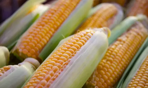 மக்காச்சோளம் சாப்பிடுவதால் கிடைக்கும் நன்மைகள் என்னென்ன தெரியுமா?