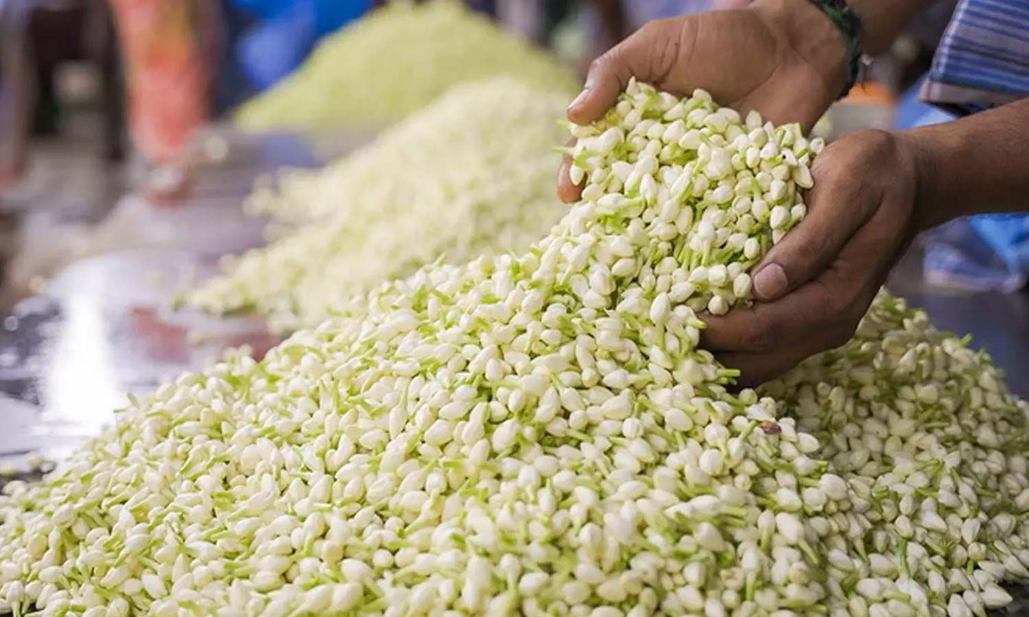 மல்லிகை பூவுக்குள் இத்தனை மருத்துவ குணங்களா?