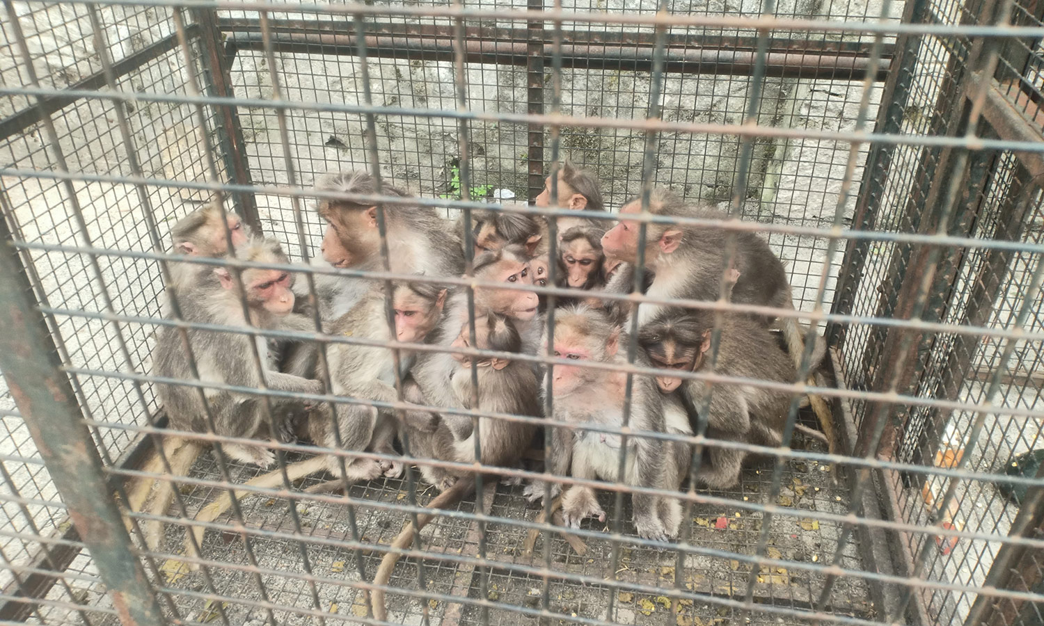 பொதுமக்களுக்கு இடையூறு ஏற்படுத்திய குரங்குகள் சிக்கியது- குடியிருப்பு வாசிகள் நிம்மதி