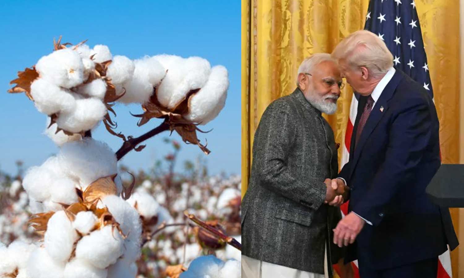 அமெரிக்கா வரிவிதிப்பு விவகாரம்: பருத்தி மீதான 11% இறக்குமதி வரி ரத்து - மத்திய அரசு அறிவிப்பு