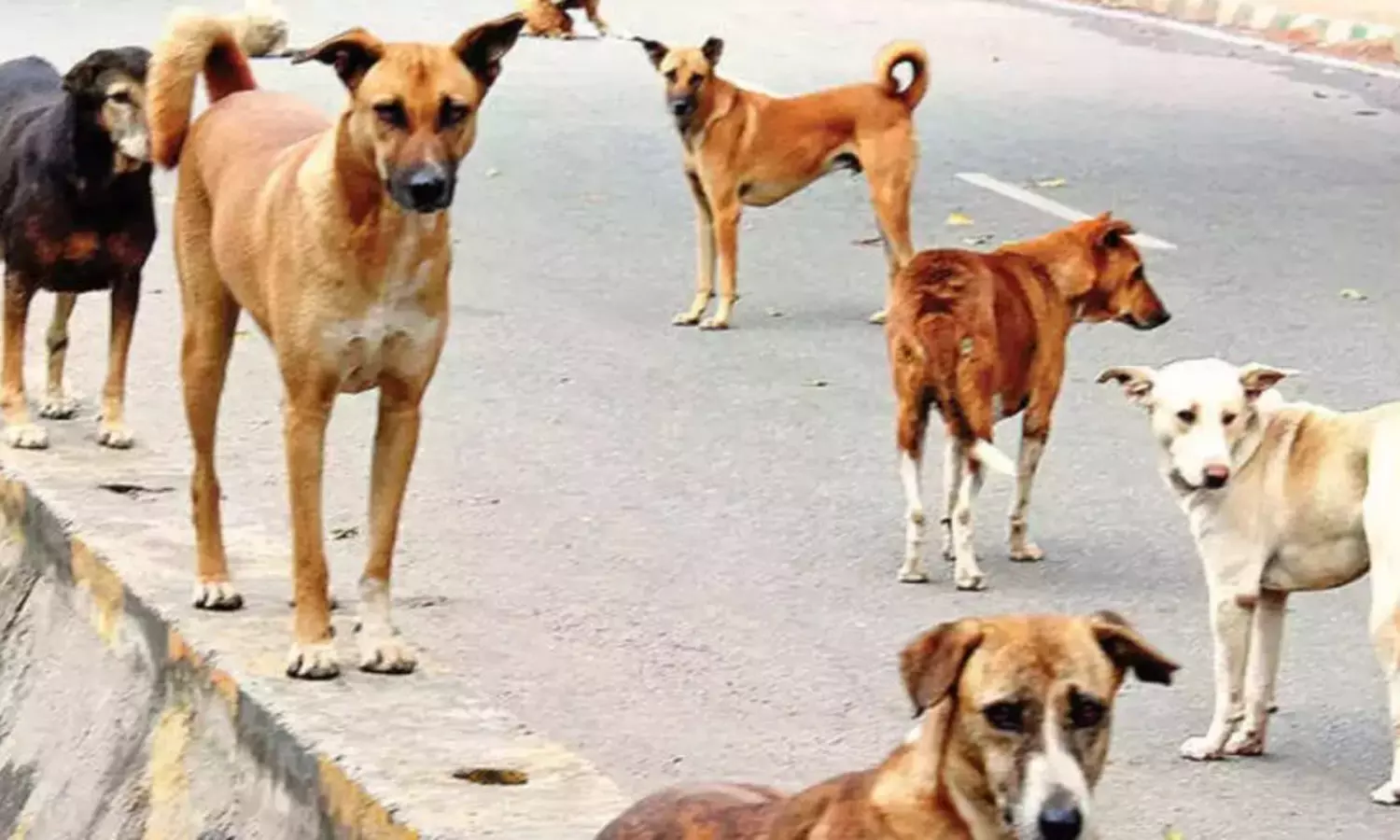 தெரு நாய் கடித்து 4 மாதமாக சிகிச்சையில் இருந்த சிறுமி உயிரிழப்பு