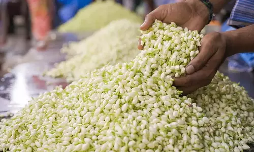 மல்லிகை பூவுக்குள் இத்தனை மருத்துவ குணங்களா?