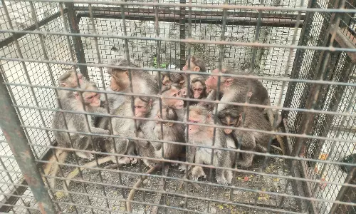 பொதுமக்களுக்கு இடையூறு ஏற்படுத்திய குரங்குகள் சிக்கின- குடியிருப்பு வாசிகள் நிம்மதி