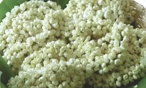 மல்லிகை பூவுக்குள் இத்தனை மருத்துவ குணங்களா?