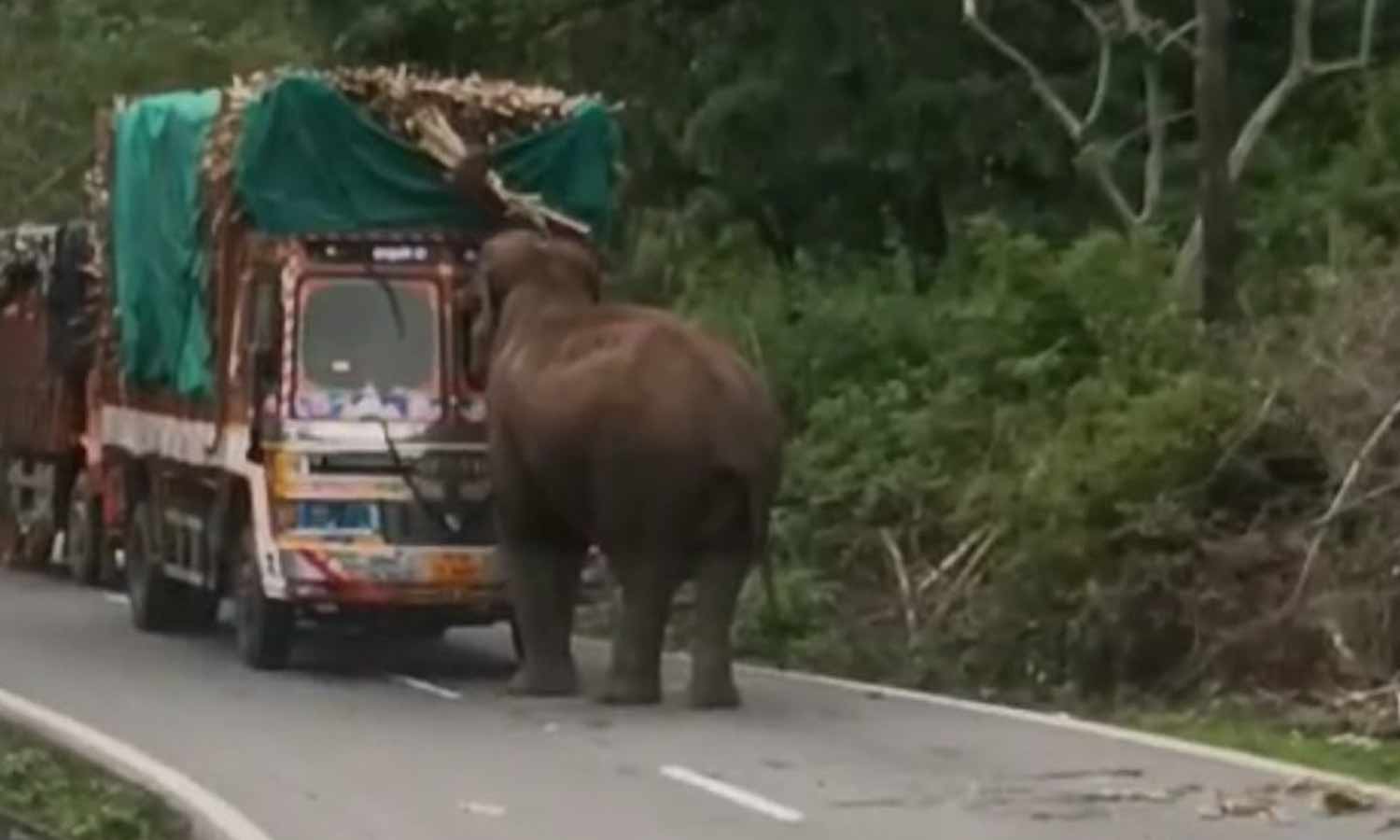 லாரியை வழிமறைத்து கரும்பை சுவைத்த யானை-  வாகன ஓட்டிகள் அச்சம்
