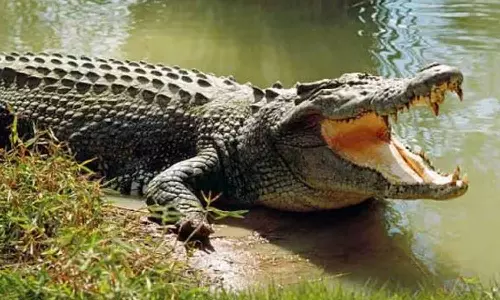 குழந்தை, கணவரை காப்பாற்ற முதலைகளுடன் சண்டையிட்ட வீரப்பெண்மணிகள்