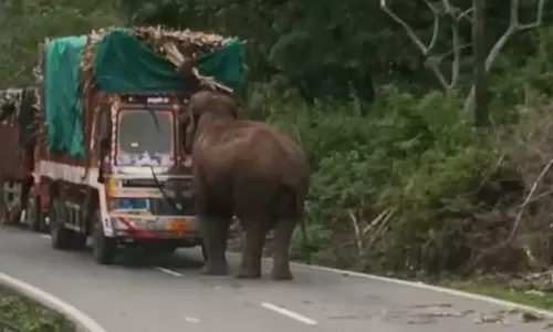 லாரியை வழிமறைத்து கரும்பை சுவைத்த யானை-  வாகன ஓட்டிகள் அச்சம்