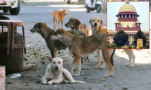 தெருநாய்கள் விவகாரம்: நாளை உத்தரவு பிறப்பிக்கிறது உச்சநீதிமன்றம்
