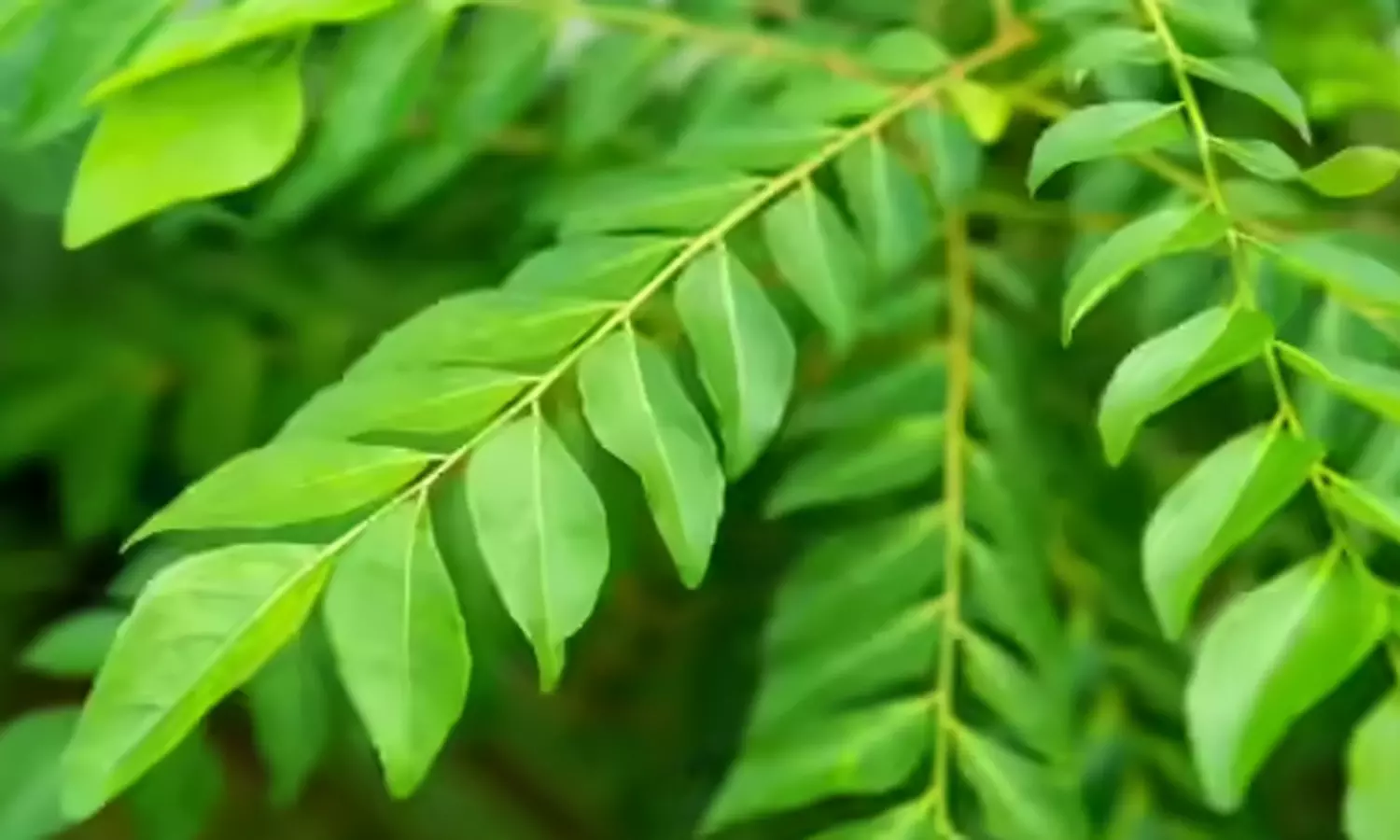 கறிவேப்பிலையின் பயன்கள் கறிவேப்பிலையின் பயன்கள்