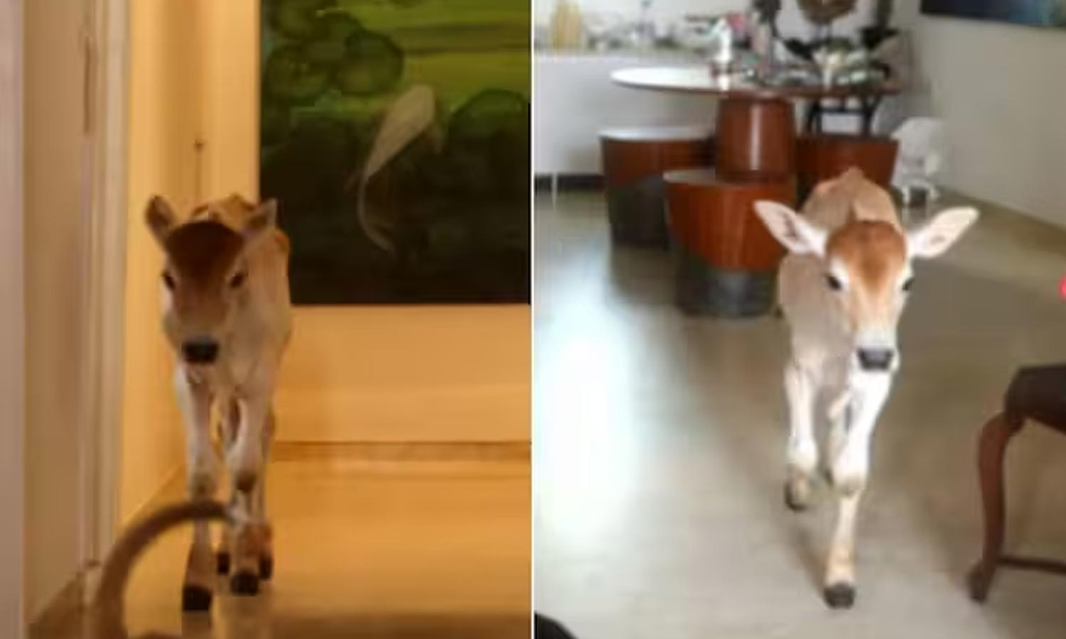 VIDEO: கன்றுக்குட்டிக்கு வாய்த்த அபார்ட்மெண்ட் வாழ்க்கை... சென்னையில்  28வது மாடியில் வசிக்கும் வாயில்லா ஜீவன்