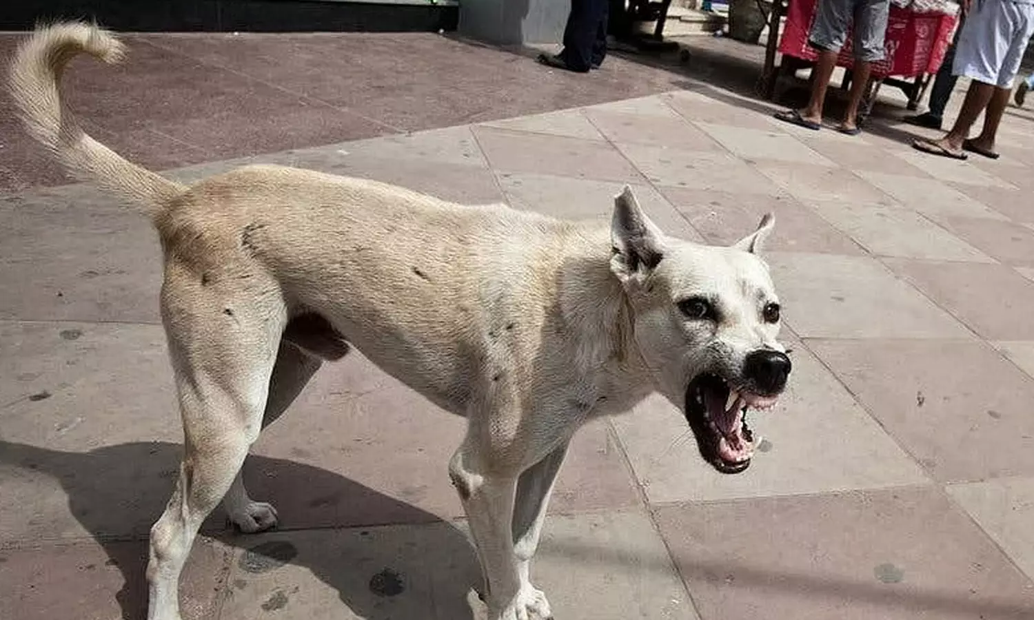 சிறுமியை கடித்து குதறிய தெரு நாய்- அரசு ஆஸ்பத்திரியில் தீவிர சிகிச்சை