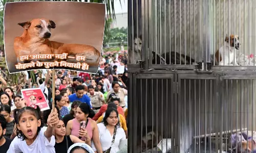 நாய் பிரியர்களுக்கு நற்செய்தி.. தெருநாய்களை காப்பகங்களில் அடைக்கும் உத்தரவுக்கு தடை விதித்த  உச்சநீதிமன்றம்