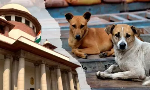 பொது இடங்களில் உணவளிக்க தடை.. தெருநாய்கள் குறித்த  தீர்ப்பில் உச்சநீதிமன்றம் குறிப்பிட்ட அம்சங்கள்