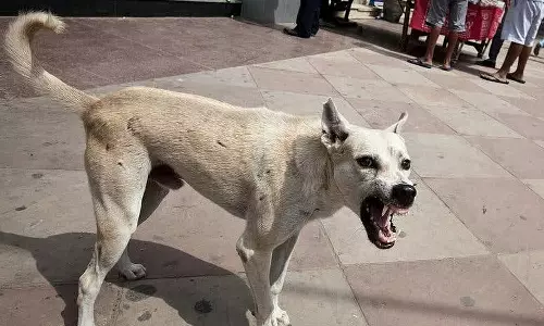 சிறுமியை கடித்து குதறிய தெரு நாய்- அரசு ஆஸ்பத்திரியில் தீவிர சிகிச்சை