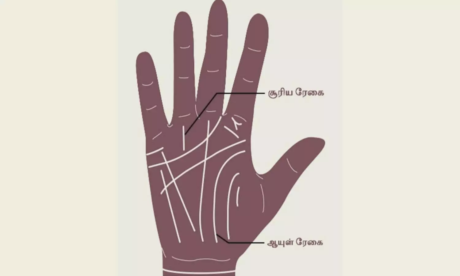 சூரிய ரேகை பலன்கள்