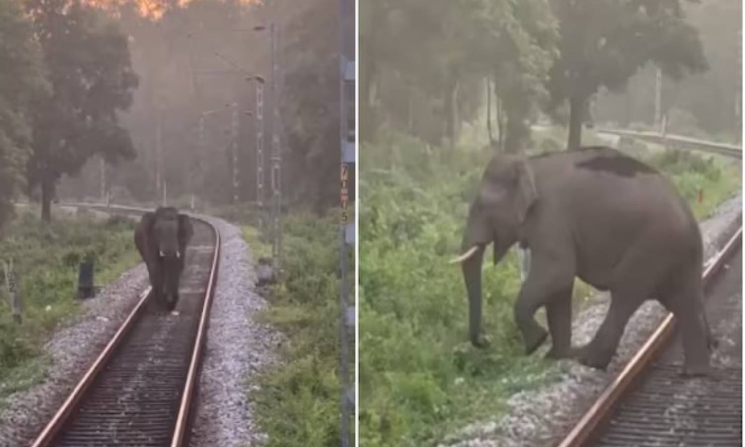 VIDEO: தண்டவாளத்தில் நடந்து வந்த யானை - திடீரென நிறுத்தப்பட்ட ரெயில் VIDEO: தண்டவாளத்தில் நடந்து வந்த யானை - திடீரென நிறுத்தப்பட்ட ரெயில்