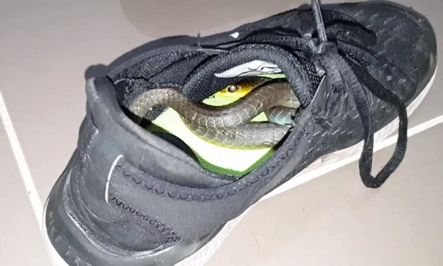 ஷூ அணிந்த போது பள்ளி மாணவனை கடித்த பாம்பு- தனியார் மருத்துவமனையில் சிகிச்சை