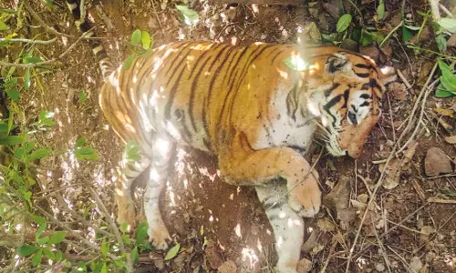 மசினகுடி அருகே வனத்துறை கண்காணித்து வந்த புலி உயிரிழப்பு