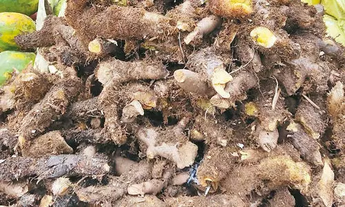 மருத்துவ குணம் கொண்ட முடவாட்டுக்கால் கிழங்கு