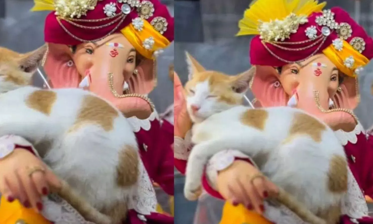 VIDEO: விநாயகர் சிலையின் கைகளில் அமைதியாக தூங்கிய பூனை