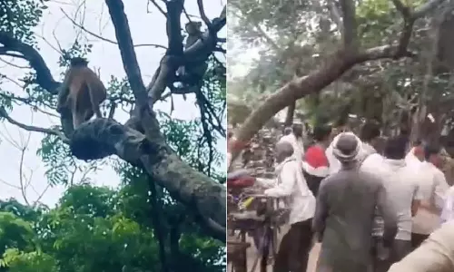 VIDEO: குரங்கு சேட்டையால் கொட்டிய பணமழை