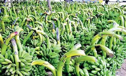 கேரள வியாபாரிகள் வருகை குறைவு: வாழைத்தார்கள் விற்பனை வீழ்ச்சி