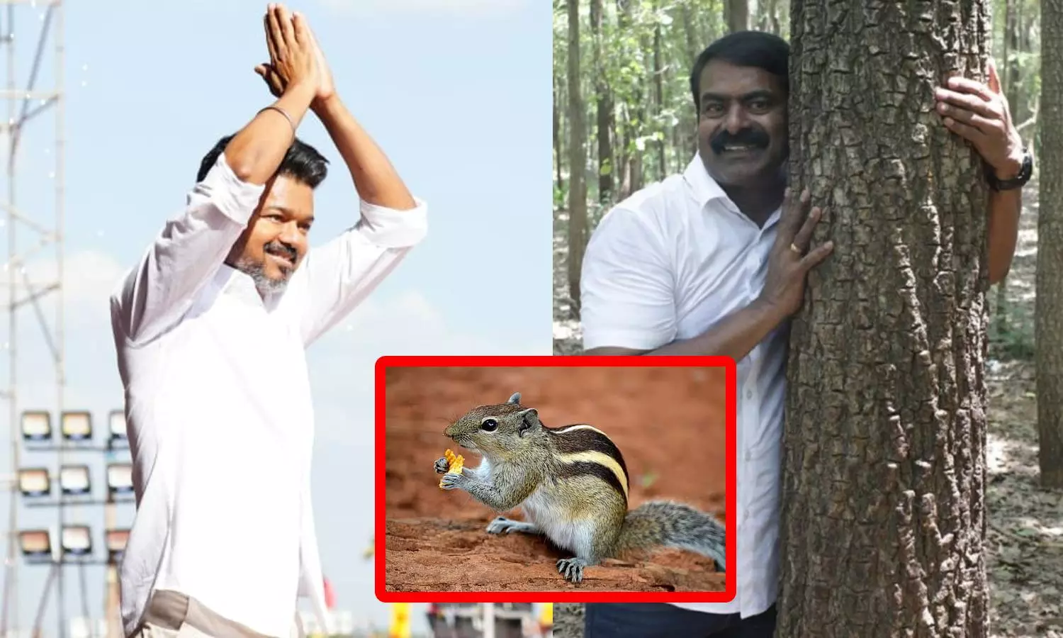 காட்டிற்குள் புலிகள் நுழைந்ததும் ஒரு அணில் கூட கண்ணில் படவில்லை- விஜயை மீண்டும் சீண்டிய சீமான்