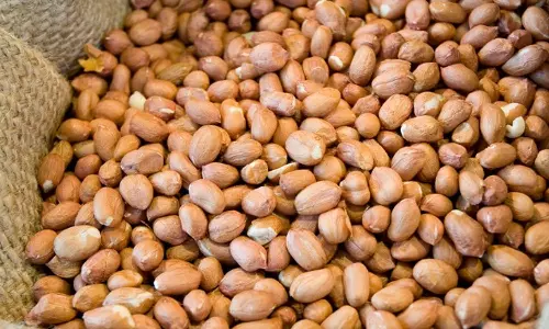 இந்தியாவில் இருந்து நிலக்கடலை இறக்குமதியை நிறுத்தி வைத்தது இந்தோனேசியா