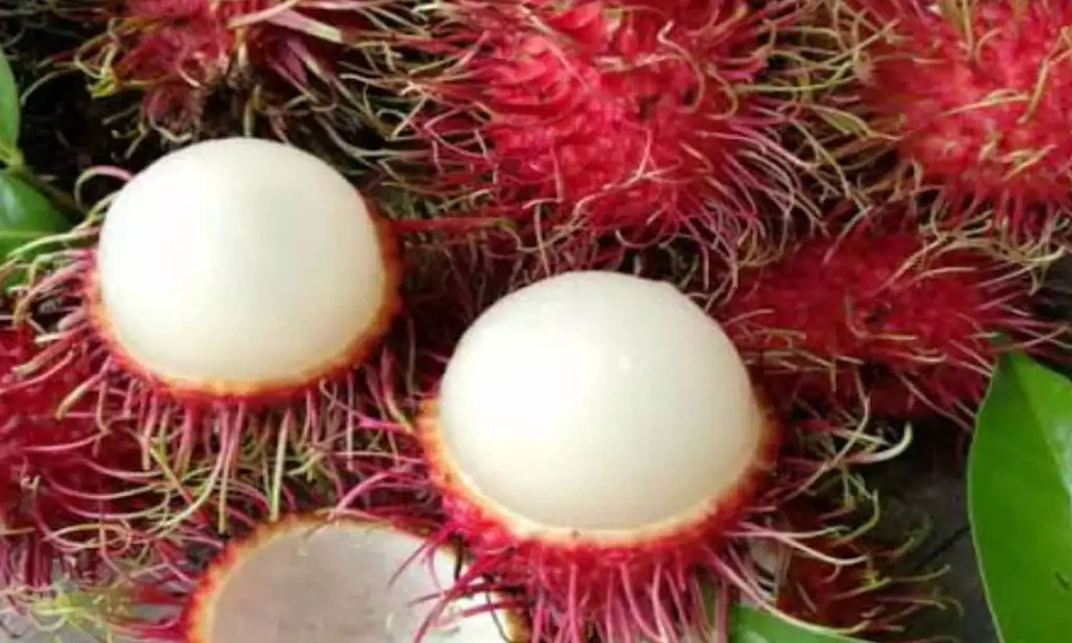 மாரடைப்பு ஆபத்தை தடுக்கும் ரம்புட்டான் பழம்