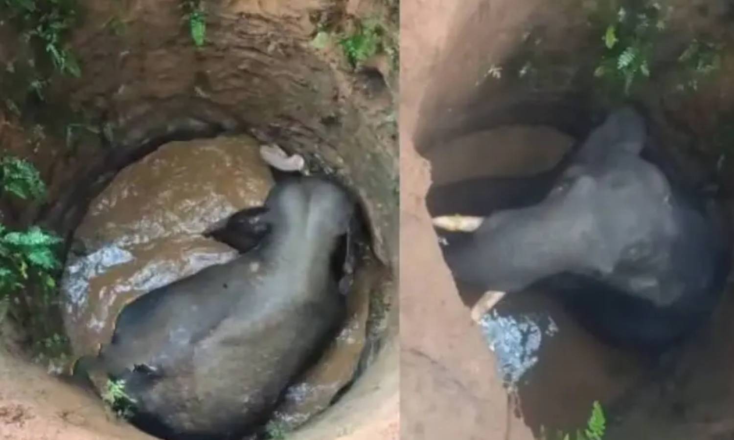 கேரளா: கிணற்றில் விழுந்த காட்டு யானையை மீட்கும் பணி தீவிரம்