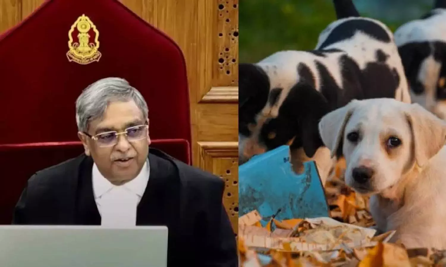 தெருநாய் வழக்கு உலகம் முழுவதும் என்னை பிரபலமாக்கியது - உச்ச நீதிமன்ற நீதிபதி  விக்ரம் நாத்