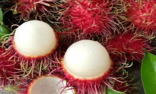 மாரடைப்பு ஆபத்தை தடுக்கும் ரம்புட்டான் பழம்