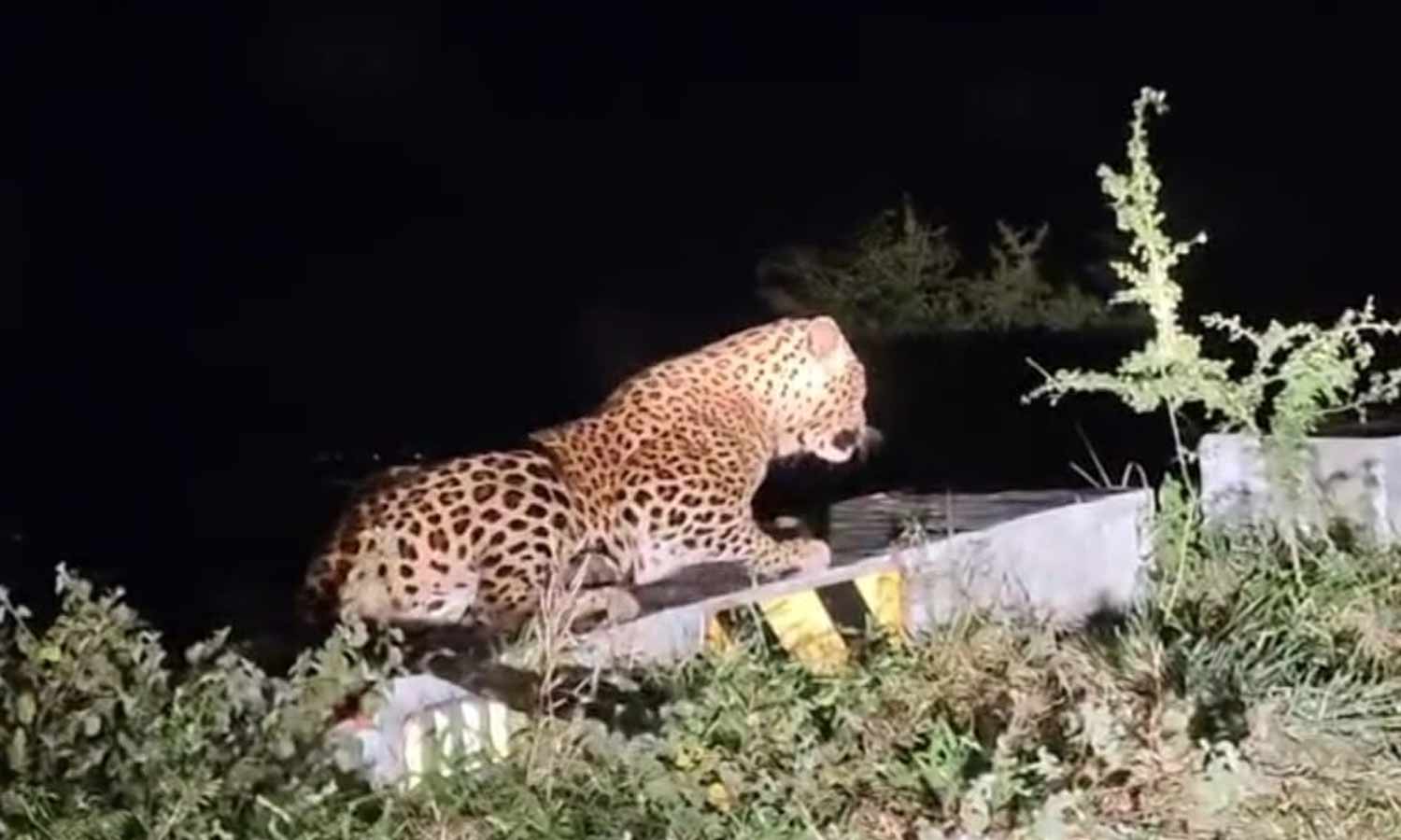 திம்பம் மலைப்பாதை தடுப்பு சுவரில் படுத்திருந்த சிறுத்தை