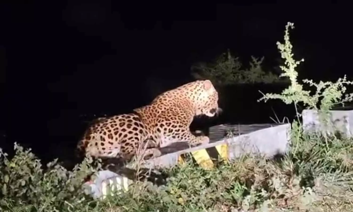 திம்பம் மலைப்பாதை தடுப்பு சுவரில் படுத்திருந்த சிறுத்தை திம்பம் மலைப்பாதை தடுப்பு சுவரில் படுத்திருந்த சிறுத்தை