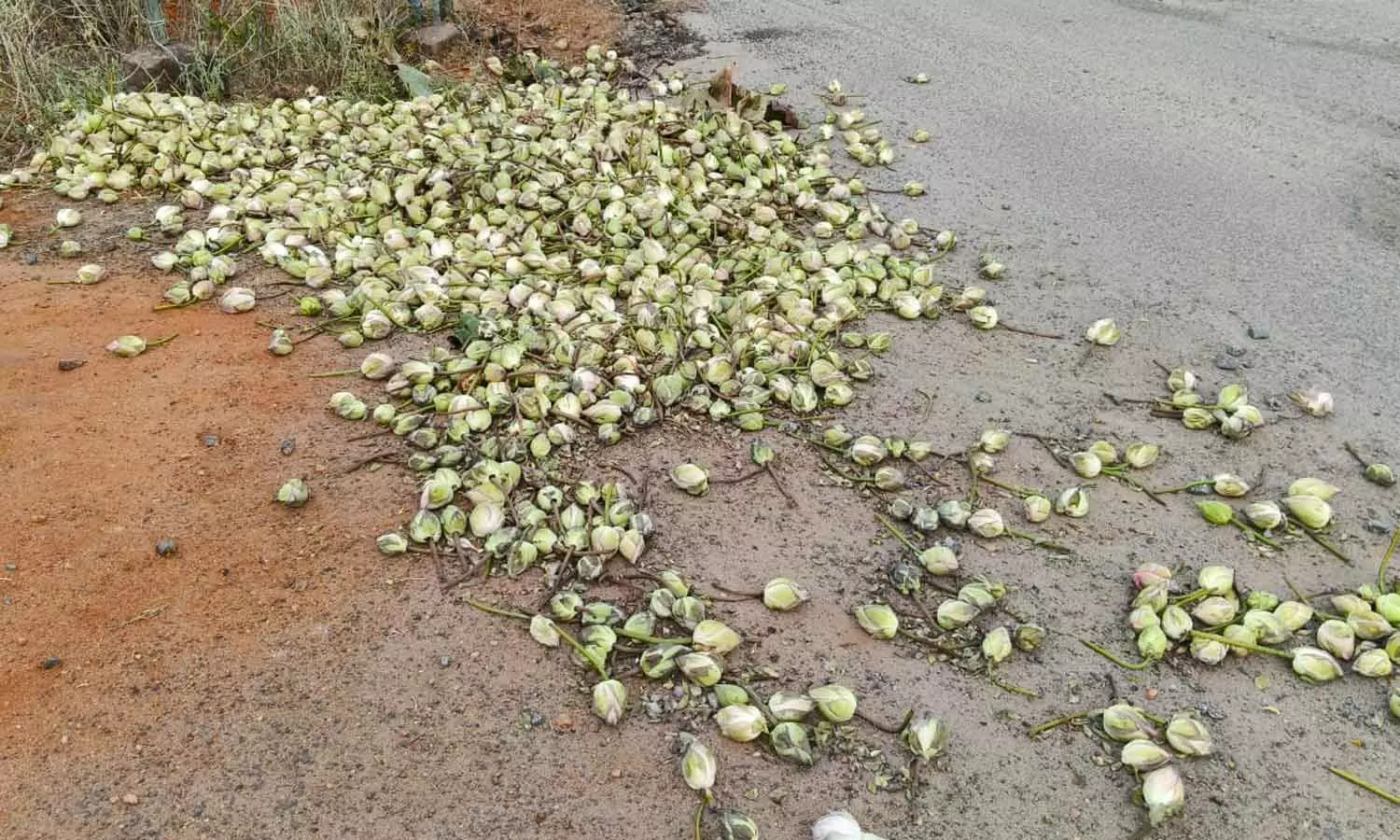 நெல்லை அருகே விலை இல்லாததால் தாமரை பூக்களை சாலையில் வீசி சென்ற விவசாயிகள்