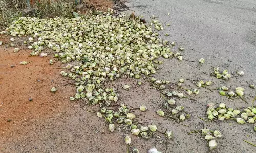 நெல்லை அருகே விலை இல்லாததால் தாமரை பூக்களை சாலையில் வீசி சென்ற விவசாயிகள்