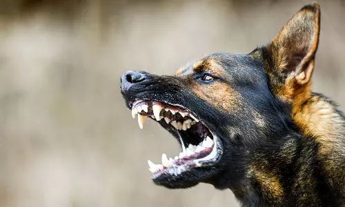 தெலுங்கானாவில் வெறிநாய் கடித்து சிறுவன் உயிரிழப்பு